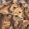 vicuñas